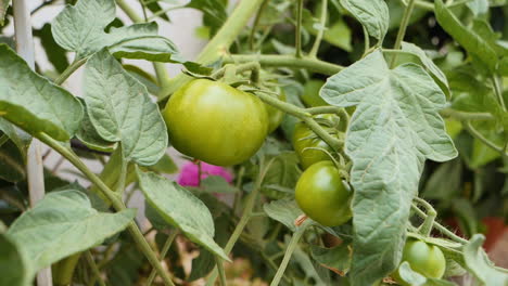 Green-tomatoes-on-a-backyard