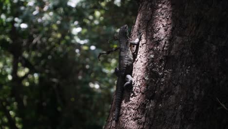 Wilde-Spezielle-Eidechse,-Die-Auf-Einem-Baum-Im-Regenwald-Von-Costa-Rica-Sitzt