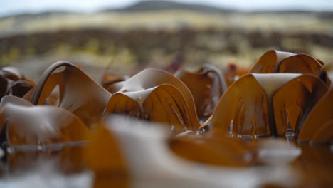 Closeup-shot-of-kelp-dancing-back-an-forth-in-the-slow-waves-during-low-tide