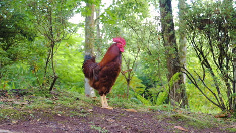 Rooster-standing-in-a-nature-background