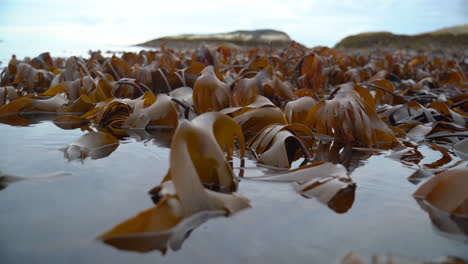 Wide-coseup-of-kelp-dancing-back-and-forth-in-the-slow-waves