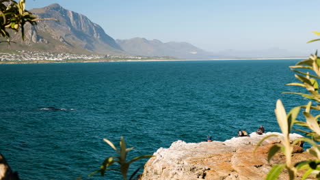 Right-whales-close-to-shore-with-onlooking-tourists---whale-season-in-Hermanus