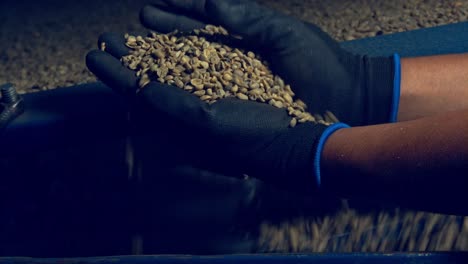 Hands-seen-inspecting-coffee-beans-at-the-gravity-separator-machine-in-a-factory
