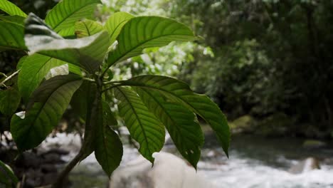 Toma-De-Una-Planta-Selvática-En-La-Selva-Tropical-De-Costa-Rica,-Con-Un-Río-Que-Fluye-En-El-Fondo