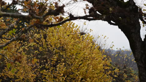 Herbstbäume-In-Einem-Park-In-Der-Schweiz,-Gelbe-Blätter-Mit-Nahendem-Winter,-Fallende-Temperaturen,-Blick-In-Die-Natur