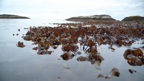 Wide-shot-of-kelp-dancing-back-an-forth-in-the-slow-waves-during-low-tide