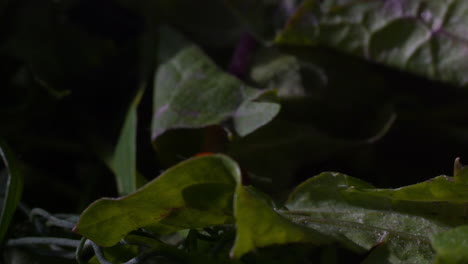 Dolly-motion-follow-Ladybug-crawling-and-hiding-among-green-leaves-at-Night,-Macro-shot