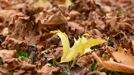 A-leaf-gently-moves-due-to-the-autumn-wind,-laying-on-the-grass,-nature,-switzerland,-one-of-the-4-seasons