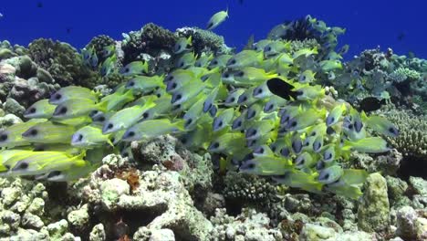 Drifting-over-coral-reef-with-common-bluestripe-snapper