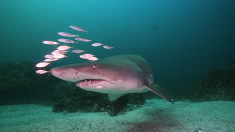Large-Grey-Nurse-Shark-slowly-swims-towards-the-camera-2