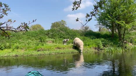 A-wide-moving-shot-of-a-sheep-and-her-lambs-drinking-from-the-river,-on-a-bright-sunny-day
