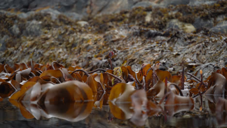 Kelp-forest-in-the-low-tide