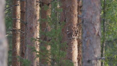 Telephoto-closeup-of-tall-pine-tree-trunk-at-golden-hour-light,-dolly-left