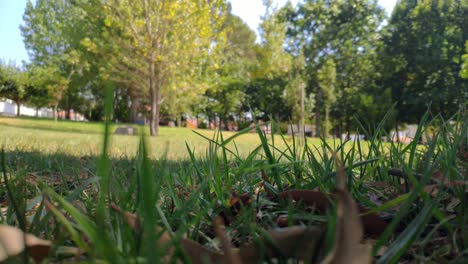 Public-garden-field-with-unfocused-trees-in-the-background,-the-wind-moves-its-flashing-leaves-on-a-sunny-summer-afternoon,-panoramic-blocked-shot