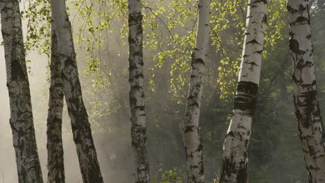Birch-trees-and-a-cloud-of-morning-mist-slowly-giving-way-to-the-morning-sun