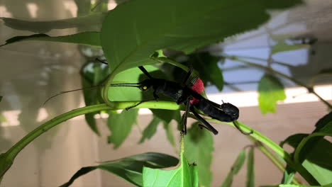 A-black-peruphasma-schultei-stick-insect-with-red-wings-walks-on-leaves-in-a-plastic-terrarium