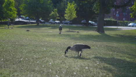 Geese-feeding-at-a-city-park