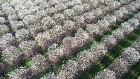 Jedes-Frühjahr-Mitte-Mai-Stehen-Die-Kirschplantagen-In-Door-County,-Wisconsin,-In-Voller-Blüte-1