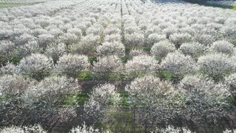 Each-spring-in-mid-May,-the-cherry-orchards-in-Door-County,-Wisconsin-are-in-full-bloom
