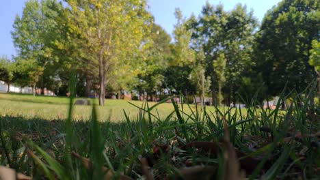 Grass-close-up-of-the-countryside-with-trees-in-the-background-out-of-focus,-the-wind-moves-its-flashing-leaves-on-a-sunny-summer-afternoon,-panoramic-blocked-shot