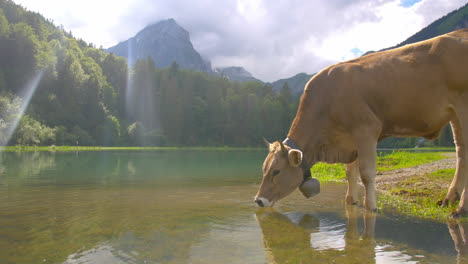 Vista-Estática-De-La-Vaca-Bebiendo-En-El-Lago-En-Un-Típico-Paisaje-Alpino-Suizo