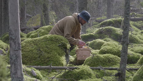 Profile-full-shot-view-of-man-collecting-mushrooms-outdoor,-nordic-moss-forest