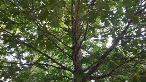 View-of-an-oak-tree-from-the-trunk-to-the-green-leaves-in-the-canopy-in-a-public-park,-upward-shot,-going-up