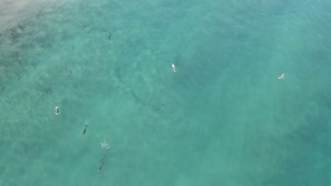 Manada-De-Delfines-Mulares-En-Aguas-Oceánicas-De-Baja-México,-Vista-Aérea-De-Pájaro