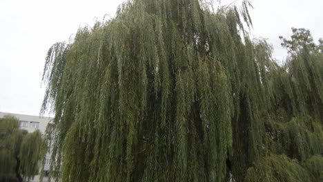 Green-willow-tree-getting-shaken-by-the-strong-wind-in-Warsaw-Praga-park