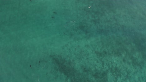 Vista-Aérea-Estática-De-Pájaro-Sobre-Los-Delfines-Nariz-De-Botella-Nadando-En-El-Océano
