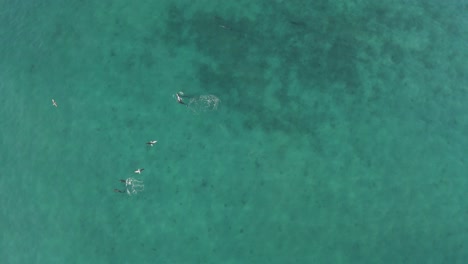 Delfines-Nariz-De-Botella-En-Un-Hábitat-Natural-Exótico---Océano-Pacífico,-México