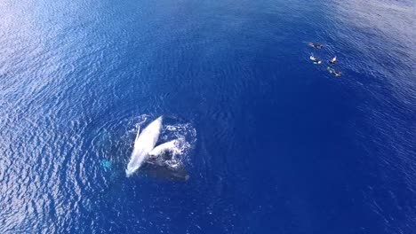 Aerial-view-of-a-mother-and-calf-humpbacked-whales-playing-together-as-scuba-divers-look-on
