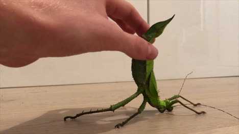 A-stick-insect-heteroptix-dilatata-lies-on-a-wooden-floor-against-the-breeder-trying-to-catch-it