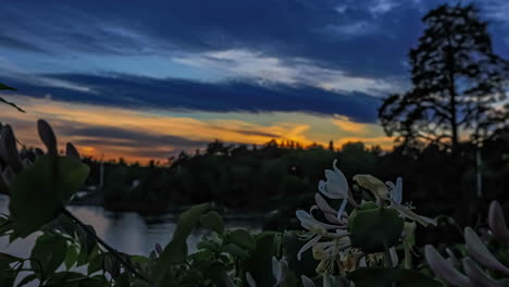 A-flower-growing-beside-a-lake-as-the-sunset-fades-to-nightfall---time-lapse-with-the-background-blurred