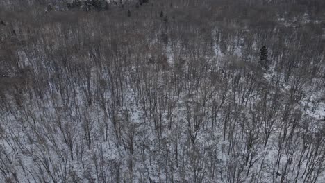 Drone-shot-flying-over-dead-leafless-trees-and-forest-in-Japan-in-winter