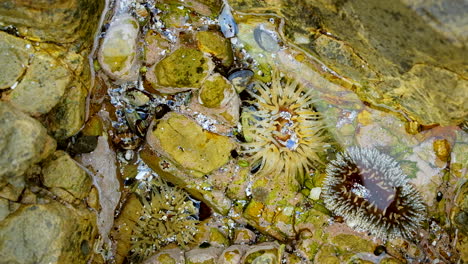 Rotating-top-down-view-of-ocean-rock-pool-with-anemones-and-black-mussels
