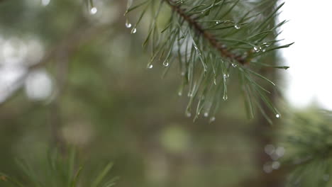 Macro-closeup-of-wet-pine-needles,-raindops-after-rain,-slow-motion,-day
