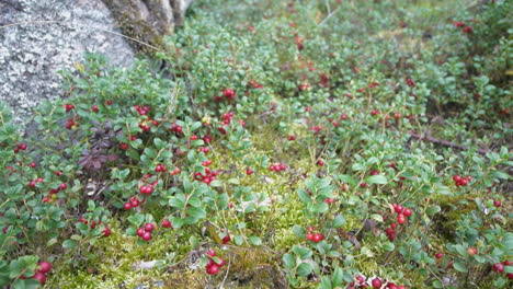Foraging-wild-Lingonberry-in-nature-forest,-closeup-of-bowl,-tilt-reveal-fruits