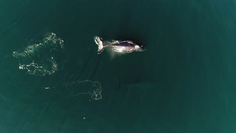Ballenas-Megaptera-Novaeangliae-Flotando-Y-Sumergiéndose-Profundamente-En-El-Mar---Vista-Aérea