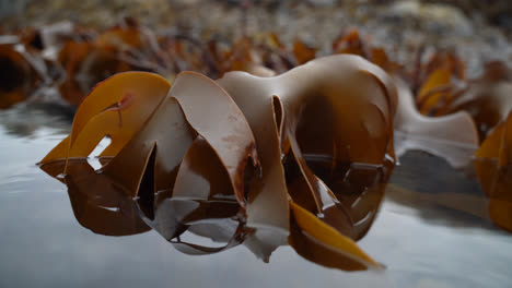 Closeup-shot-of-kelp-slowly-dancing-back-an-forth-in-the-slow-waves-during-low-tide