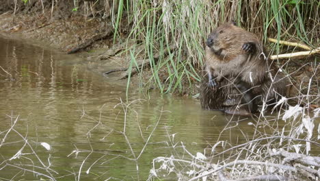 Beaver-Sitting-in-a-Lake-Scratching-his-Belly-and-Cleaning-Himself---static-shot