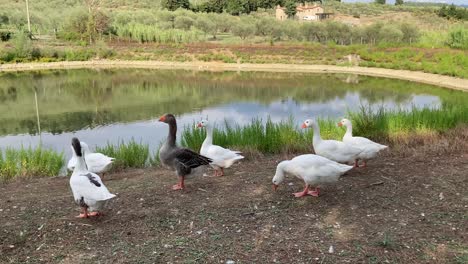 A-group-of-white-and-gray-geese-walk-by-a-pond-in-the-hills-of-Prato,-Tuscany