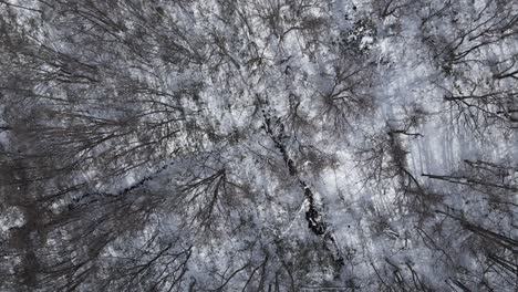 Top-down-birds-eye-view-drone-shot-dead-tree-forest-in-Japanese-winter