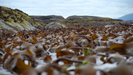 Kelp-forest-swing-in-the-waves-in-low-tide