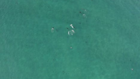Pod-of-Bottlenose-Dolphins-in-Tropical-Blue-Mexico-Ocean-Water,-Aerial-Drone-View