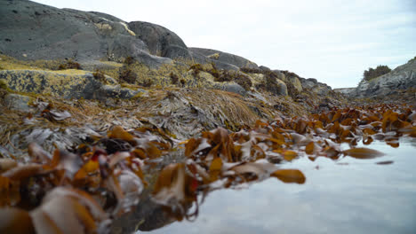 Kelp-forest-swings-in-waves-in-low-tide-2