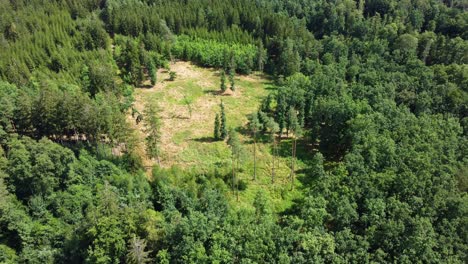 Drone-view-of-a-clearing-in-the-middle-of-the-forest