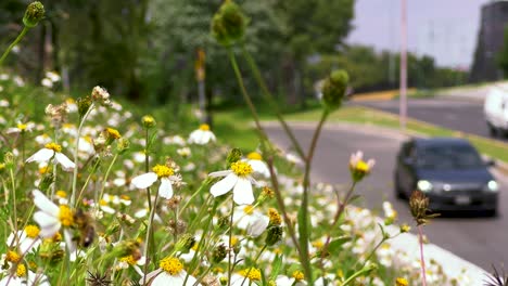 Close-up-of-wildflowers-with-avenue-and-out-of-focus-cars-in-background