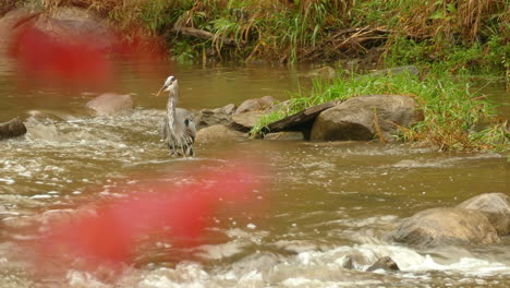 Hungry-great-blue-heron-bird-fishes-in-flowing-water-on-a-cold-wetland-day