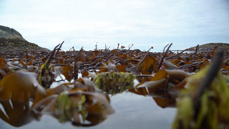 Wide-shot-of-kelp-slowly-dancing-back-an-forth-in-the-slow-waves-during-low-tide